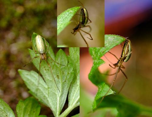 Réf. 256 952 : Tetragnatha extensa